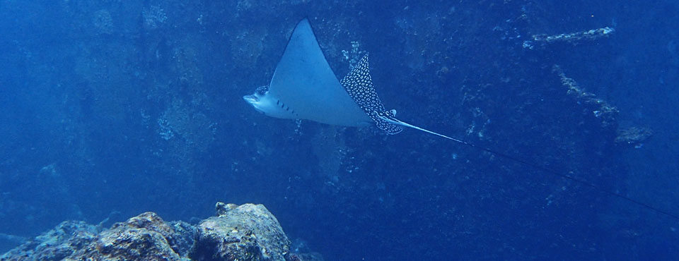 Eagle Ray at Astron Wreck